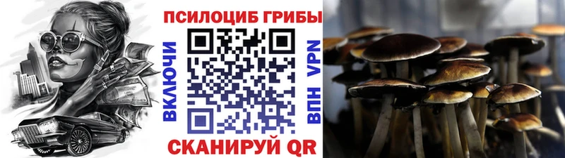 Галлюциногенные грибы Psilocybine cubensis  Ельня 